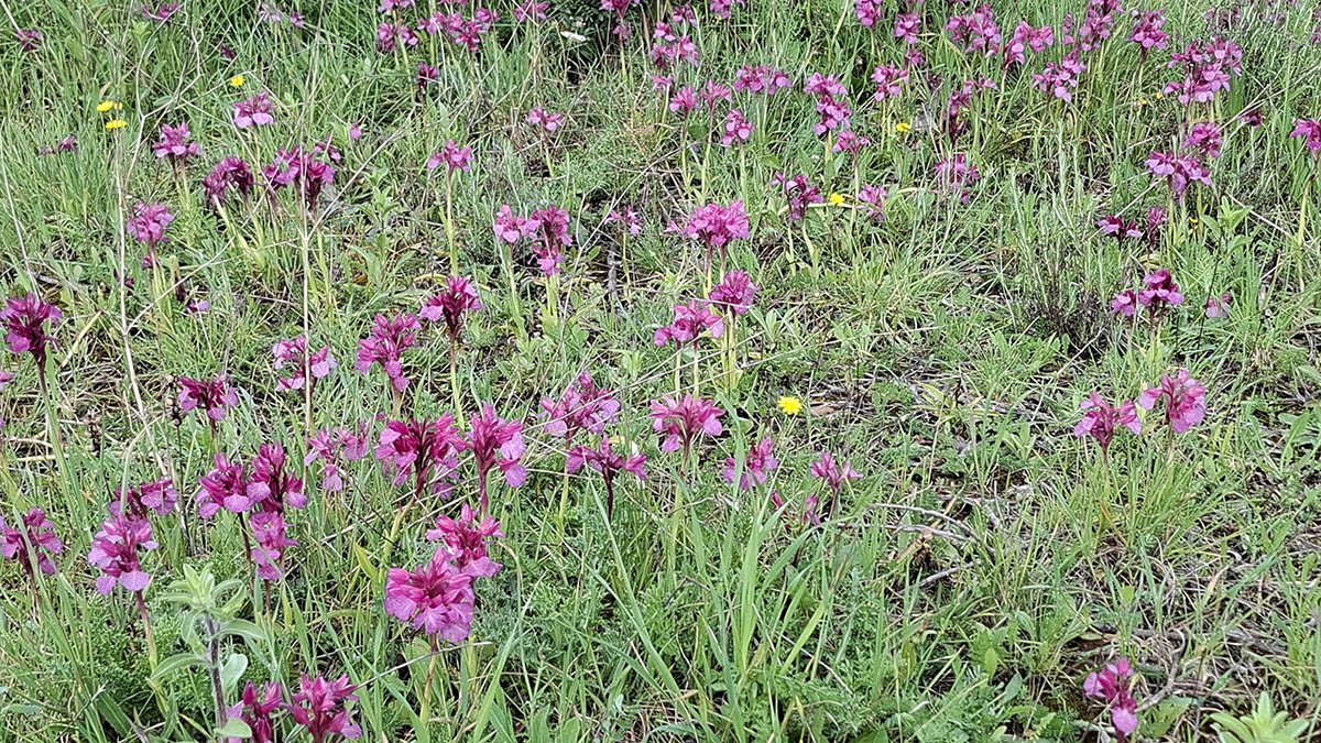 Vlinderorchis